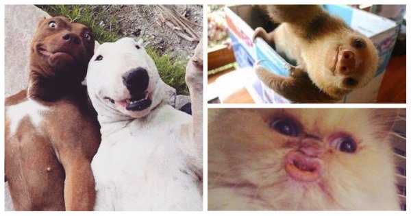 Прикольные селфи животных