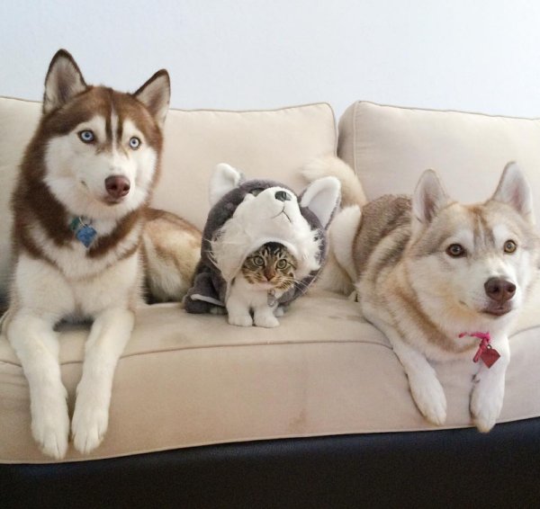 Собака среди кошек