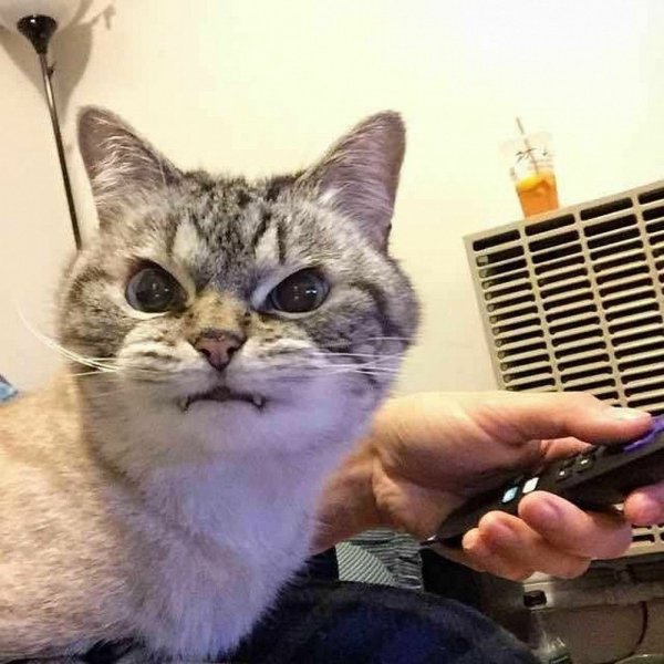 Кот показывает зубы