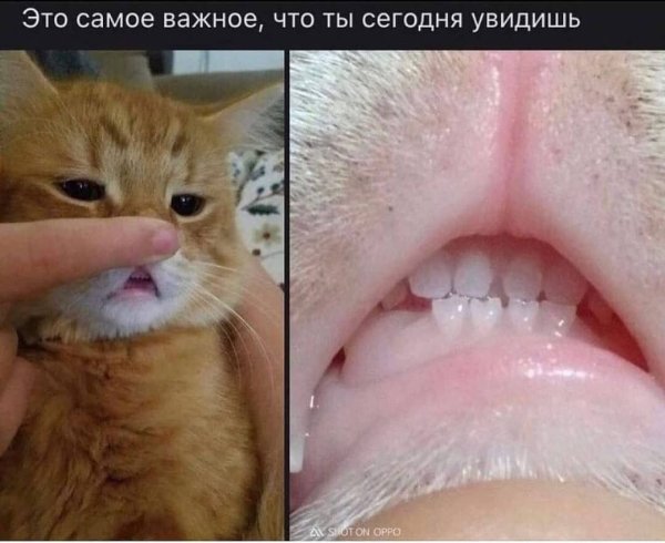 Кальцивироз (эозинофильная гранулема)