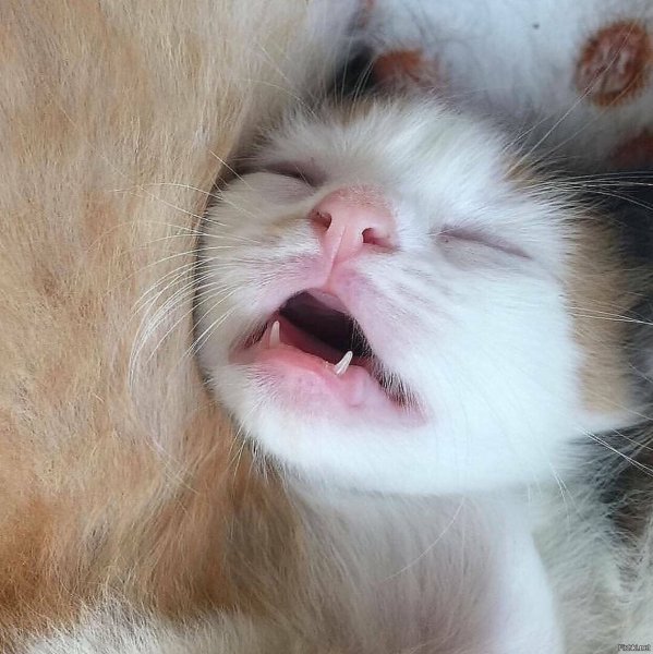 Маленькие кошачьи зубки