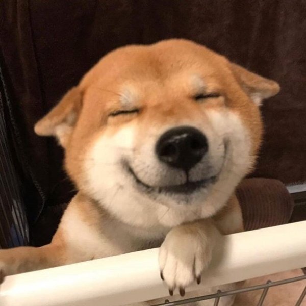 Собака улыбается