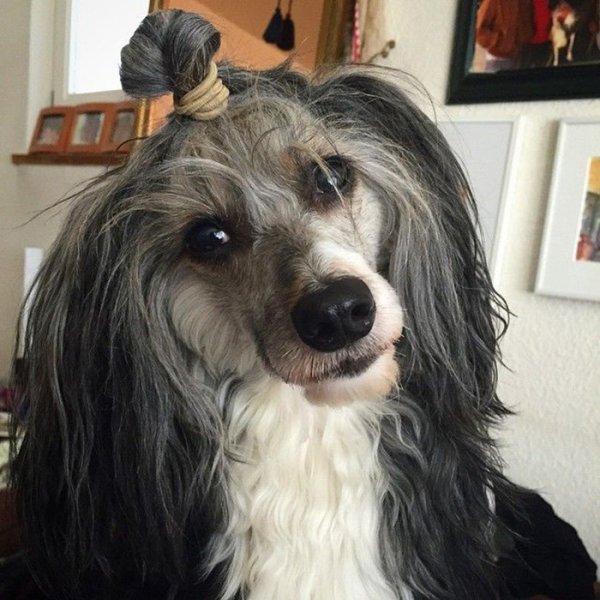 Собака с длинной шерстью на голове