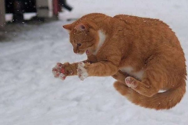 Смешные мемы про животных