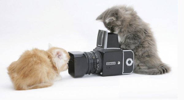 Кот с фотоаппаратом