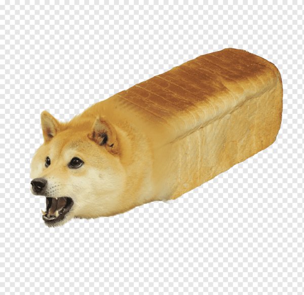 Сиба-ину Doge