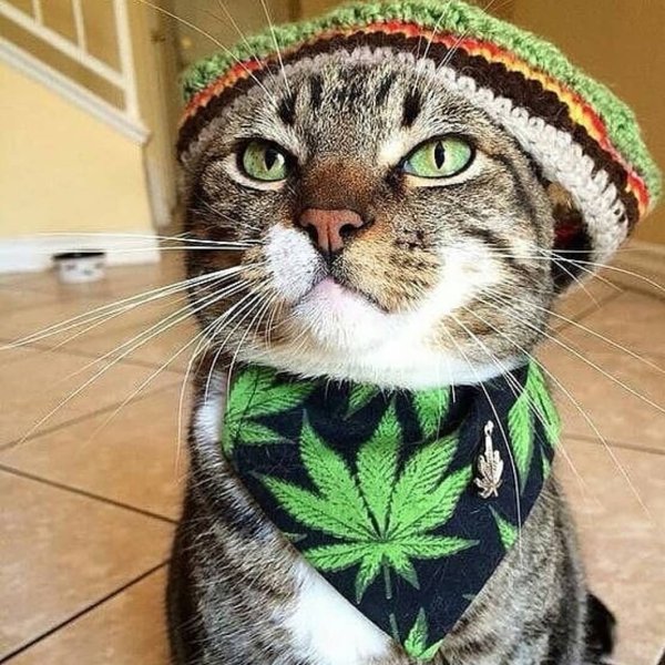 Накуренный кот