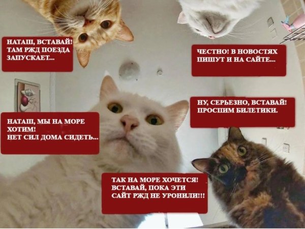 Наташа и котики новое