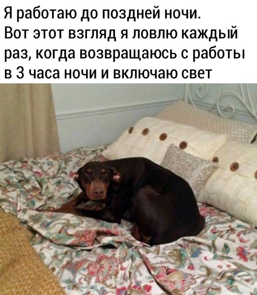 Смешные картинки про собак с надписями