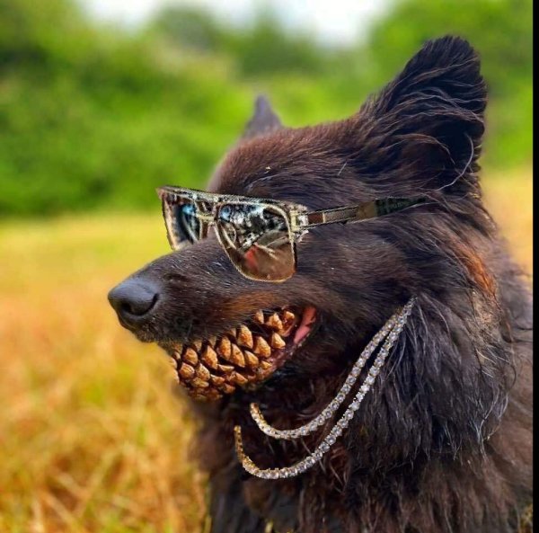 Злая собака