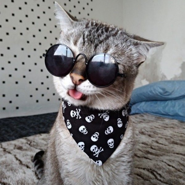 Крутые котики