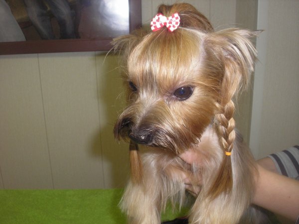 Йоркширский терьер неподстриженный