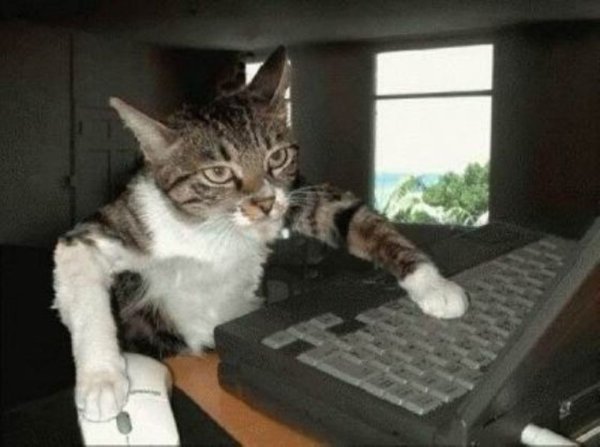 Коты за компом