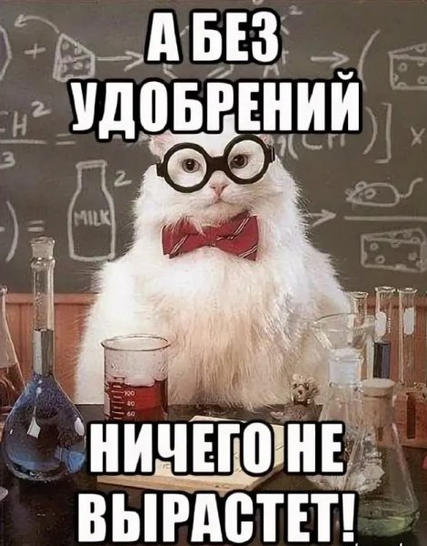 Кот ученый Мем