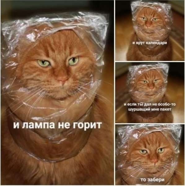 Коты и пакеты