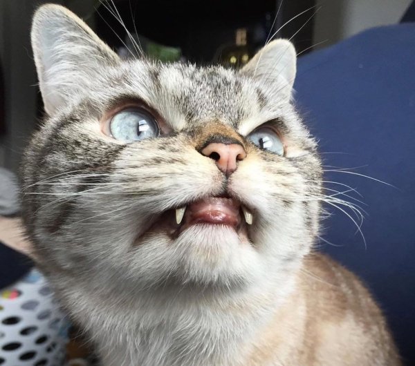 Кошка вампир