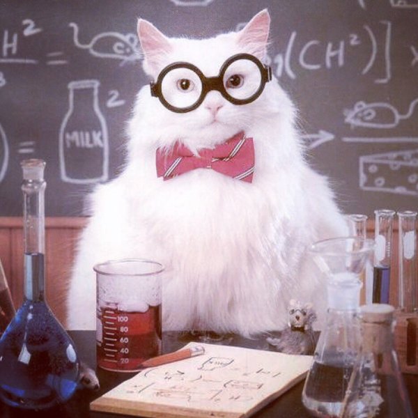 Котик ученый