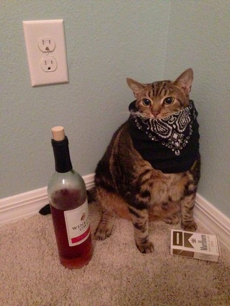 Коты АВ бандане сиешные