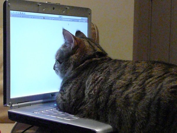 Коты за компьютером