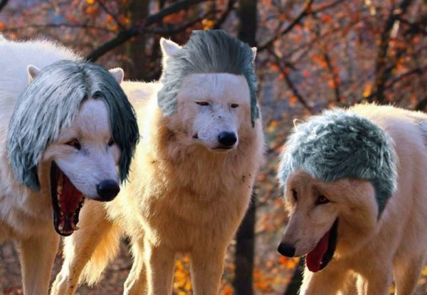 Волки смеются