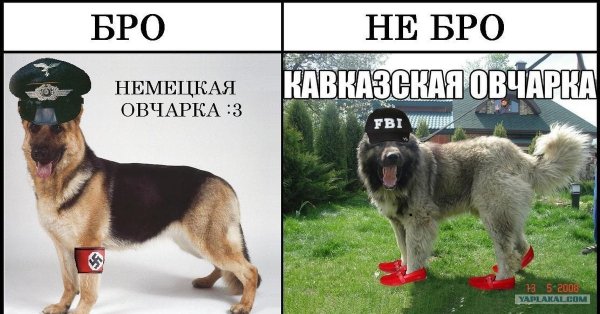 Немецкая овчарка мемы