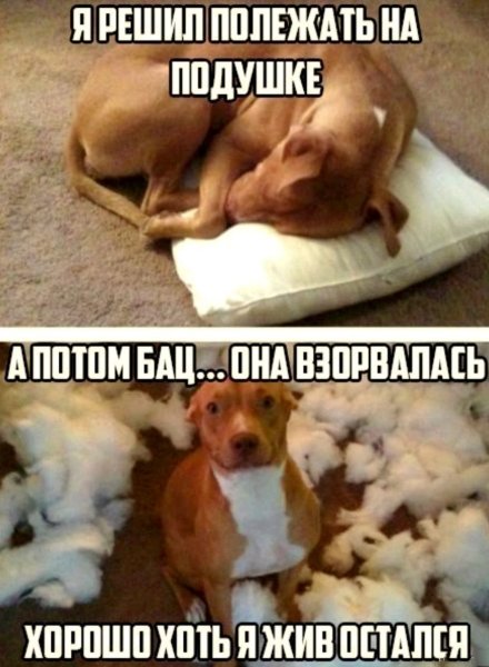 Анекдоты про собак