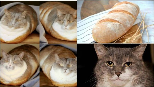 Кот хлеб