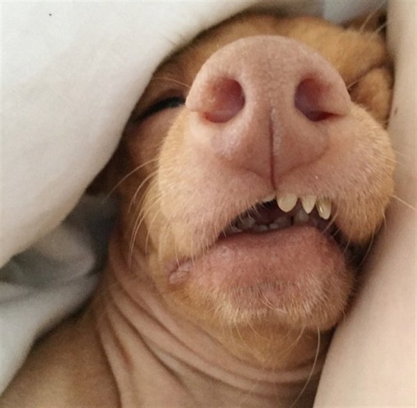 Собака спит