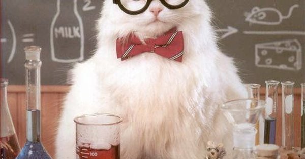 Котик ученый