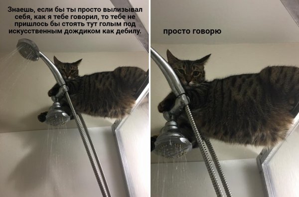 Просто говорю кот