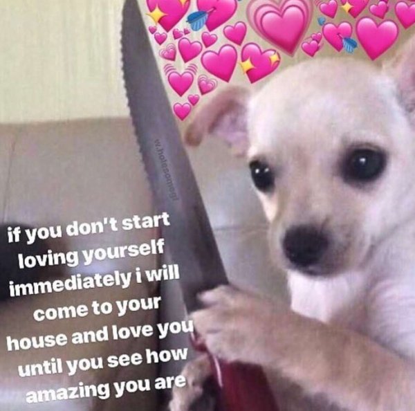 Смешные чихуахуа