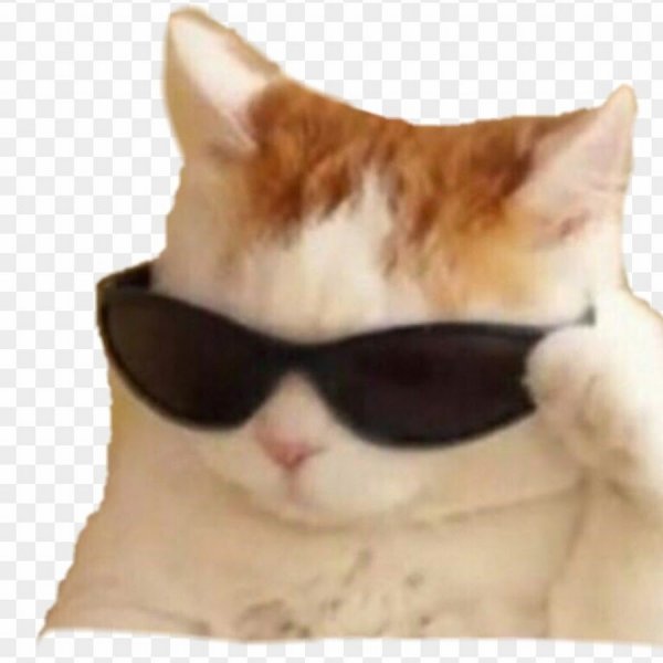 Котик с очками