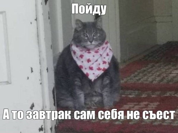 Кот в бандане Мем фиолетовой