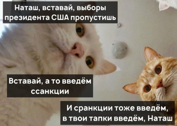 Санкции и санкции коты