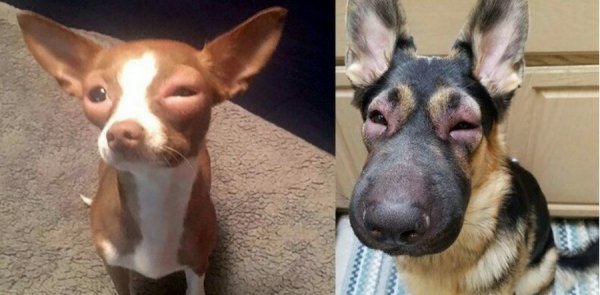 Собаку укусила Оса