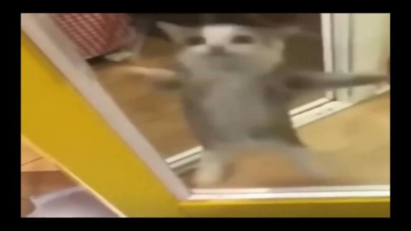 ШНИ шна шнапи кот оригинал