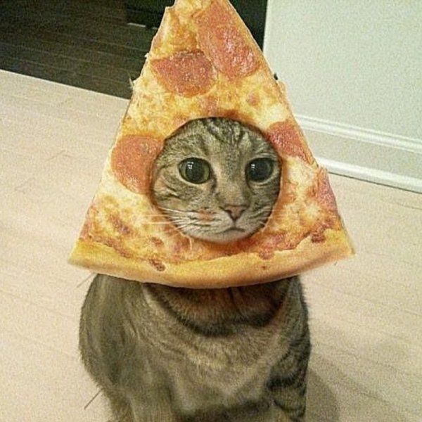Кот и пицца