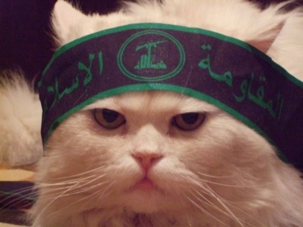 Кот с банданой на голове