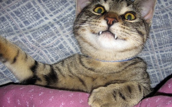 Кот улыбается