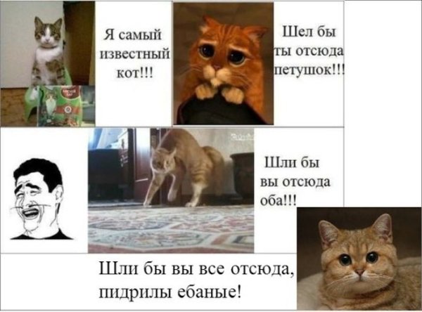 Мемы с котами без мата