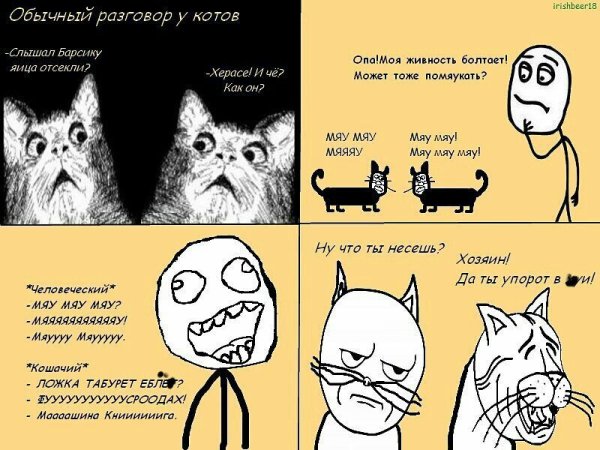 Мемы с котами комиксы