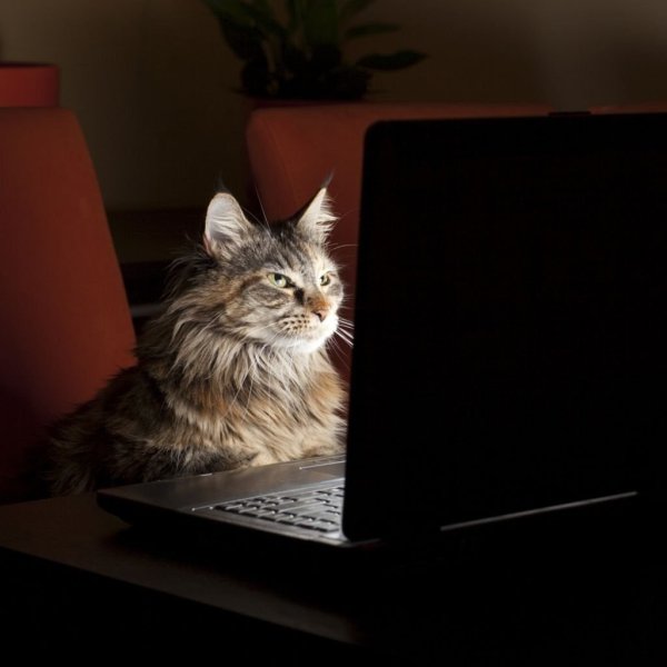 Коты за ноутбуком