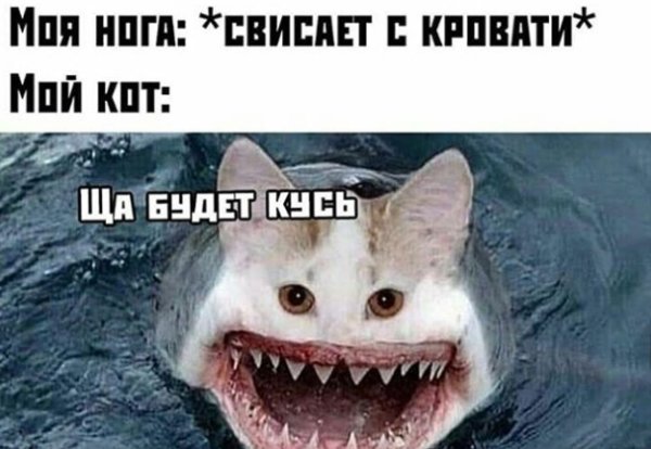 Мемы про акул