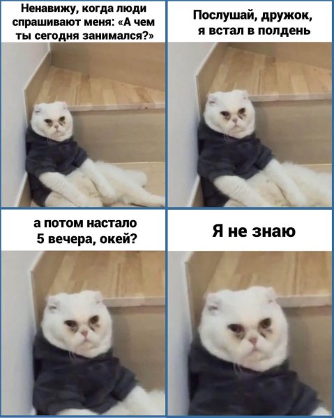 Кот соглашается Мем