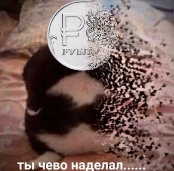 Ты чево наделал кот Мем