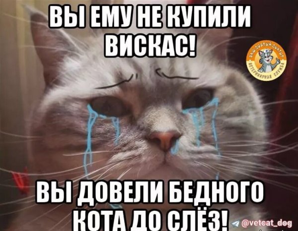 Смешные коты мемы с надписями