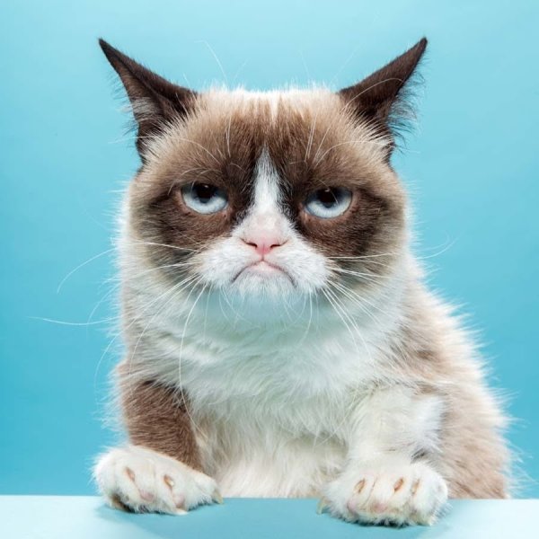 Недовольный кот Grumpy Cat