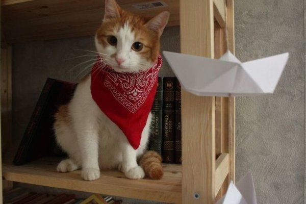 Кот с красной донданой