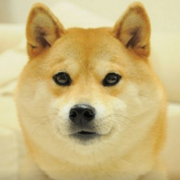 Doge собака порода