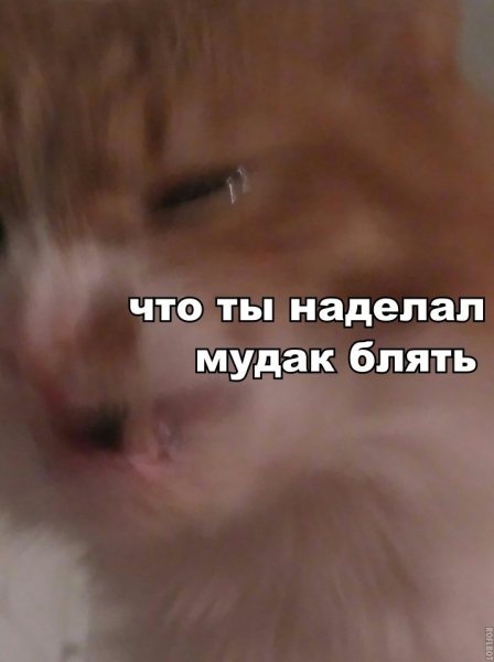 Ты чего наделал Мем с котом